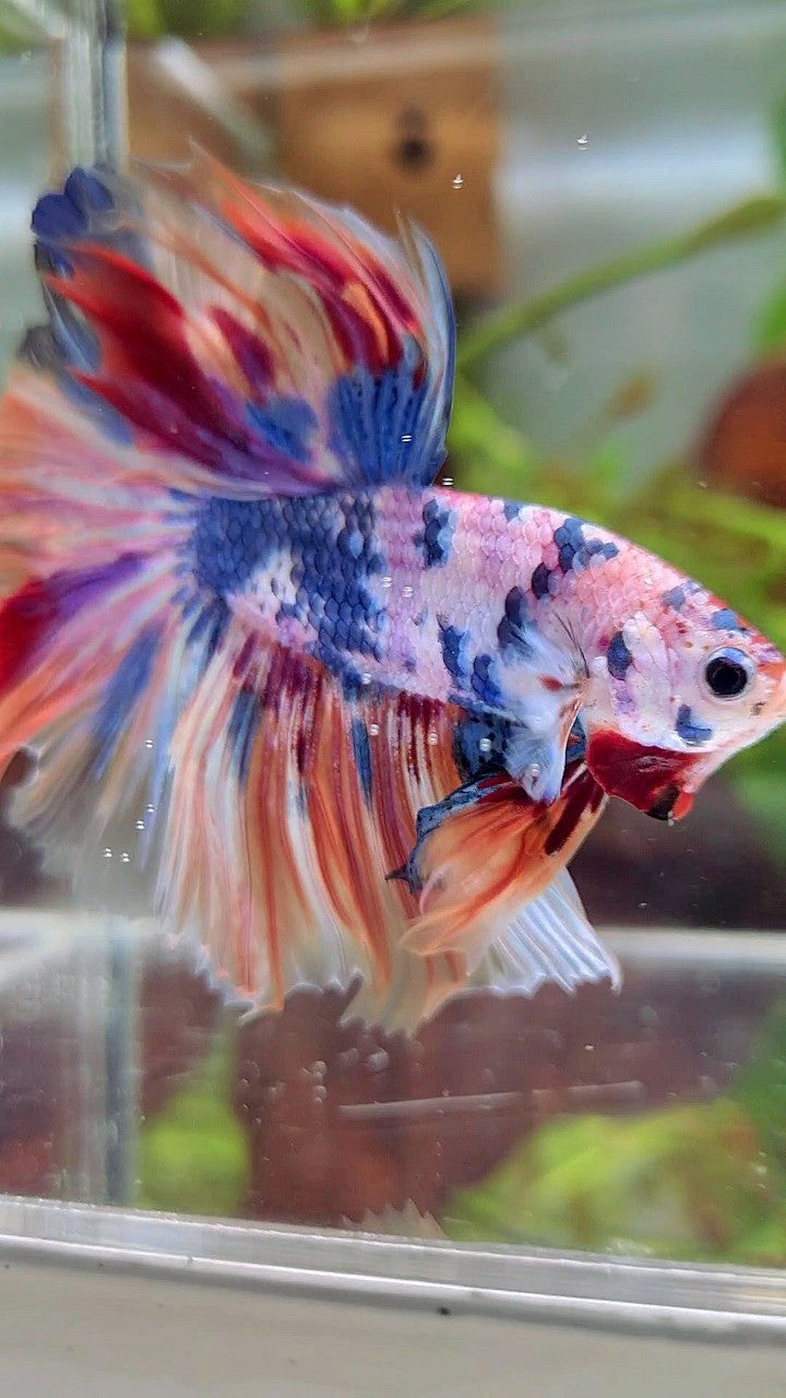XL HALFMOON ROSETAIL WHITE CANDY NEMO MULTICOLOR BETTA FISH