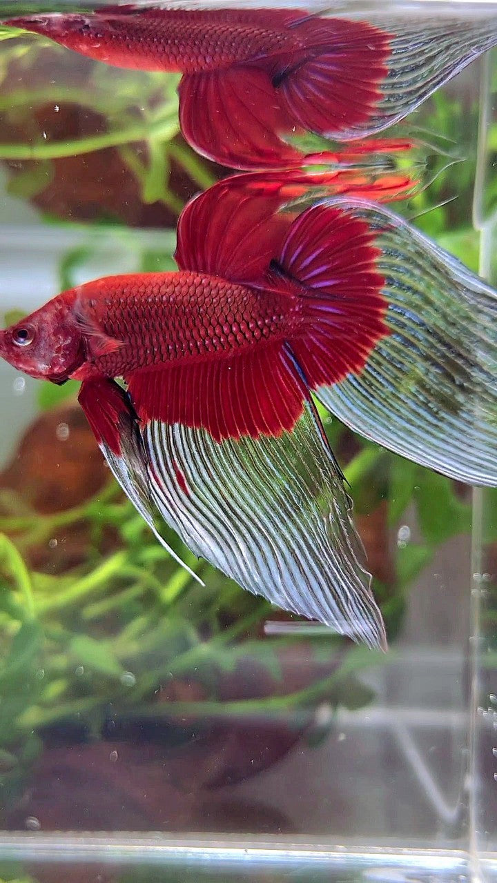 XL VEILTAIL OVER SUPER RED BUTTERFLY BETTA FISH