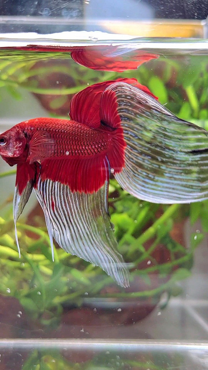 XL VEILTAIL OVER SUPER RED BUTTERFLY BETTA FISH