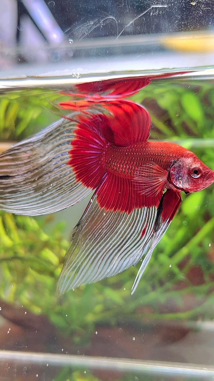 XL VEILTAIL OVER SUPER RED BUTTERFLY BETTA FISH