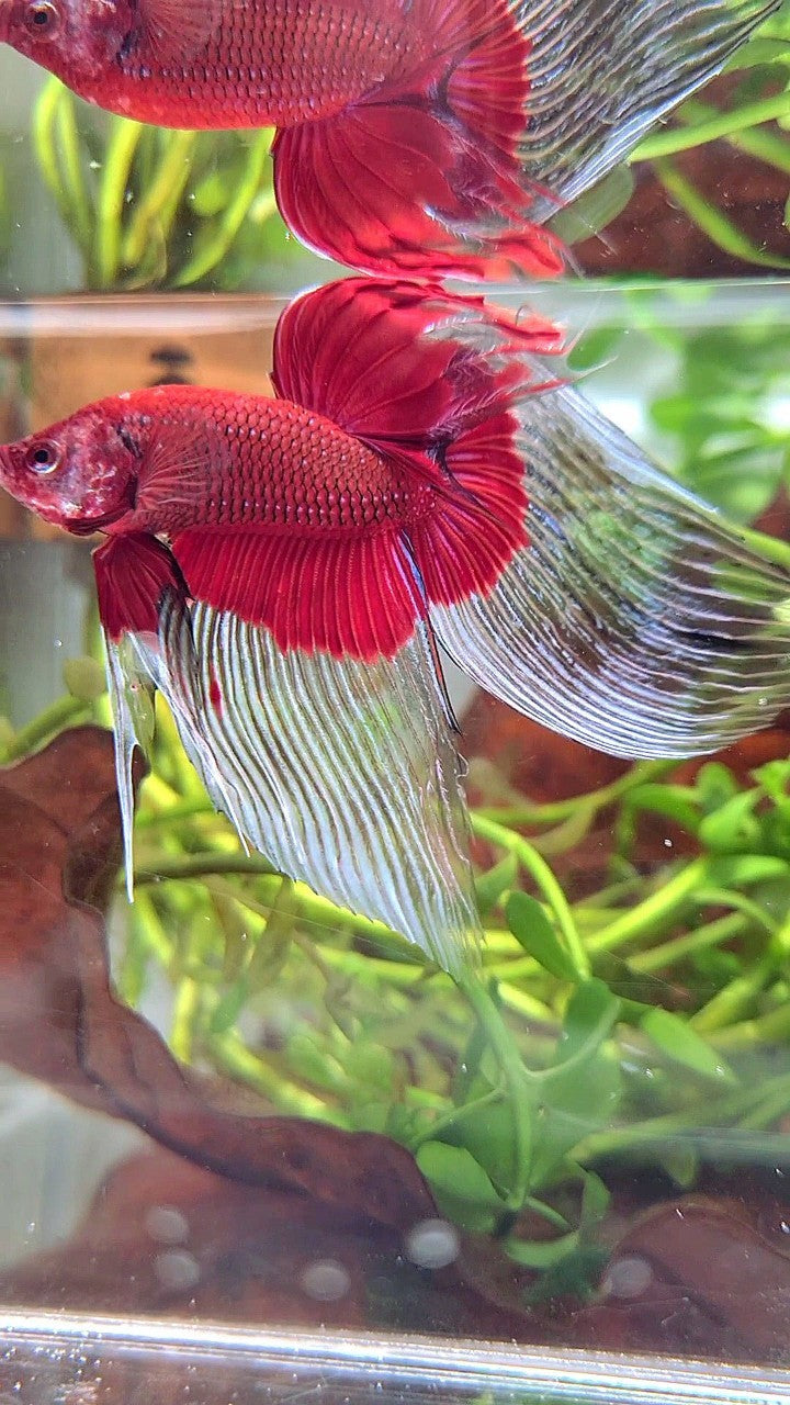 XL VEILTAIL OVER SUPER RED BUTTERFLY BETTA FISH