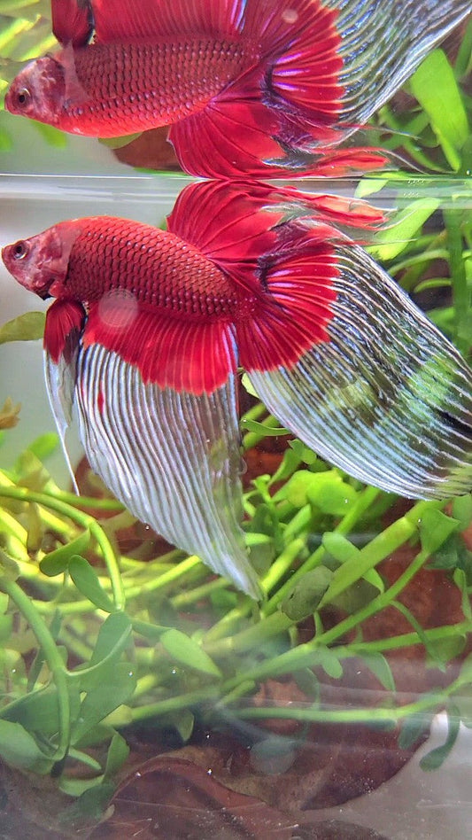 XL VEILTAIL OVER SUPER RED BUTTERFLY BETTA FISH