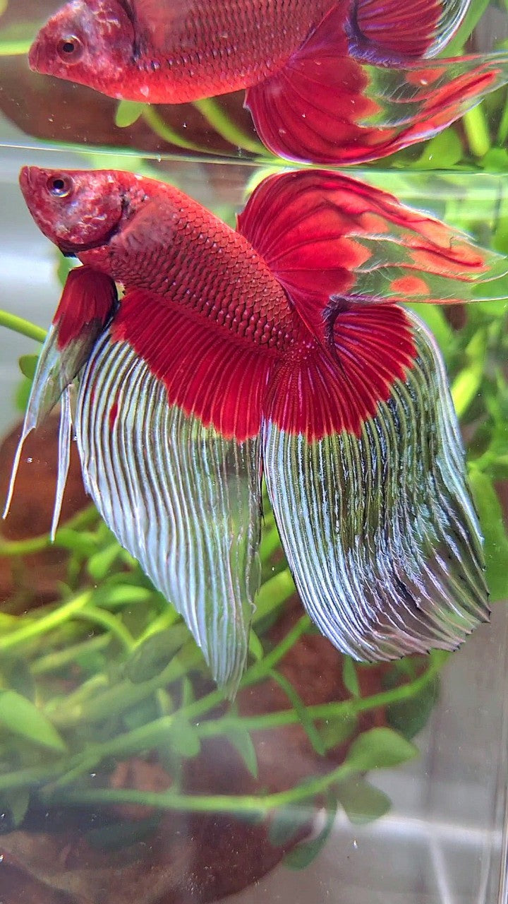 XL VEILTAIL OVER SUPER RED BUTTERFLY BETTA FISH