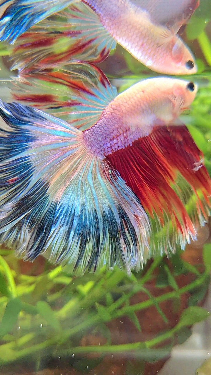 XL HALFMOON ROSETAIL AOC UNIQUE PURPLE BLUE RED MULTICOLOR BETTA FISH