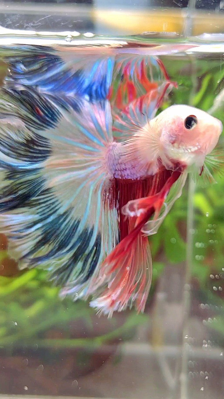 XL HALFMOON ROSETAIL AOC UNIQUE PURPLE BLUE RED MULTICOLOR BETTA FISH