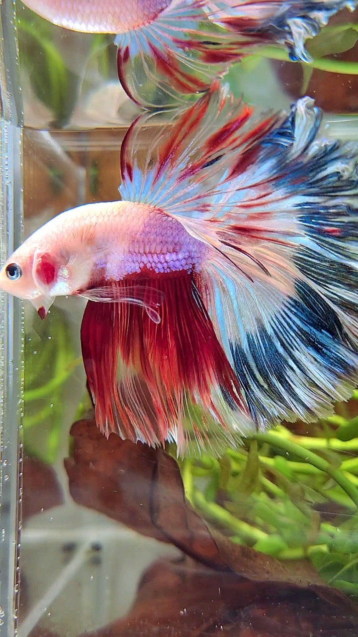XL HALFMOON ROSETAIL AOC UNIQUE PURPLE BLUE RED MULTICOLOR BETTA FISH