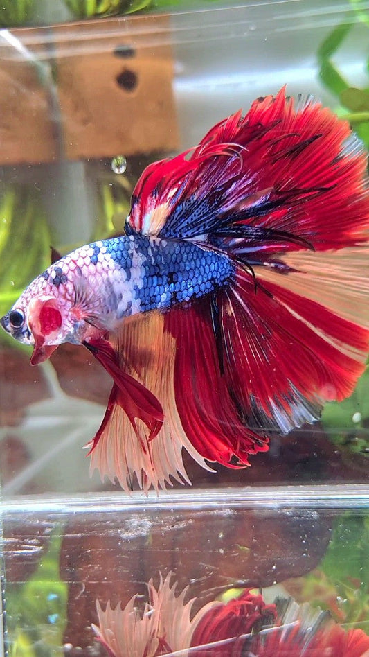XL HALFMOON ROSETAIL BLUE FANCY NEMO MULTICOLOR BETTA FISH