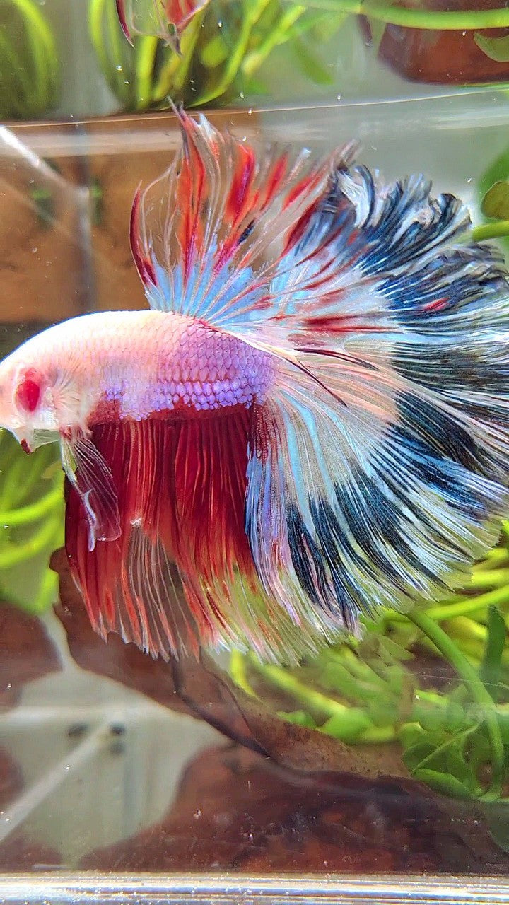 XL HALFMOON ROSETAIL AOC UNIQUE PURPLE BLUE RED MULTICOLOR BETTA FISH