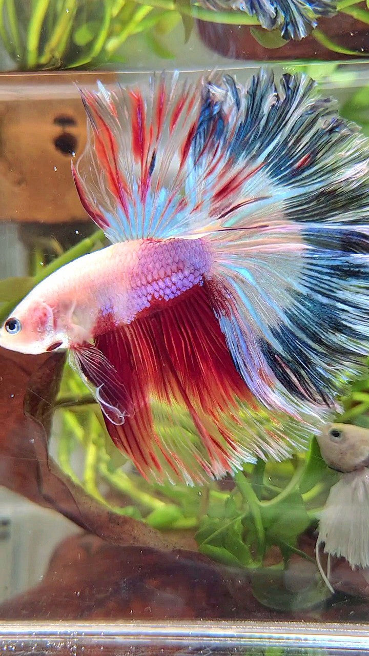 XL HALFMOON ROSETAIL AOC UNIQUE PURPLE BLUE RED MULTICOLOR BETTA FISH