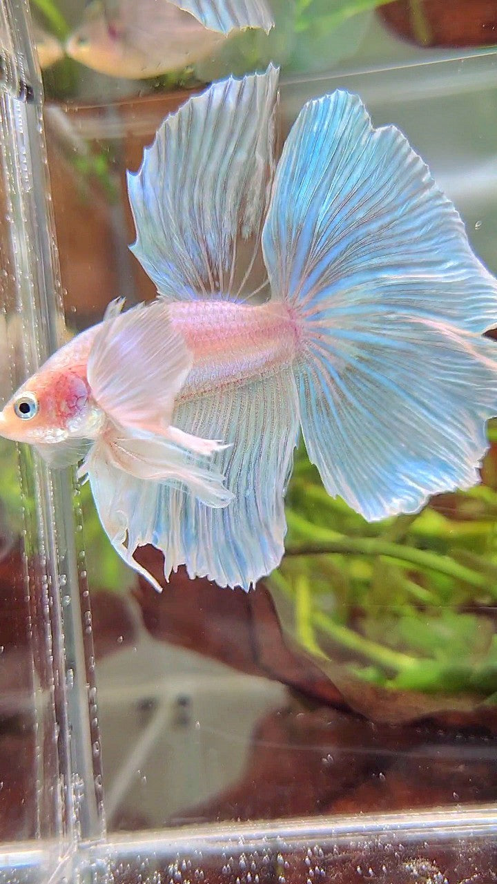 HALFMOON SUPER DUMBO EAR WHITE OPAQUE UNICORN BETTA FISH