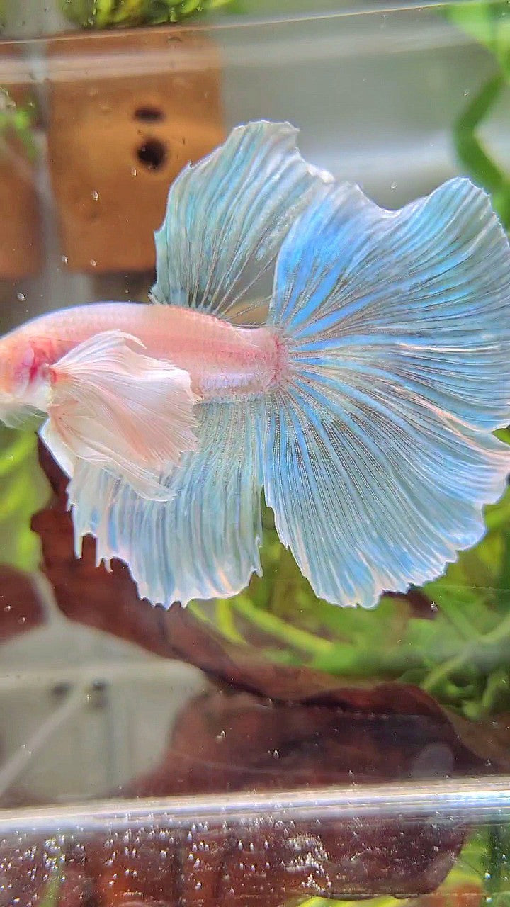 HALFMOON SUPER DUMBO EAR WHITE OPAQUE UNICORN BETTA FISH