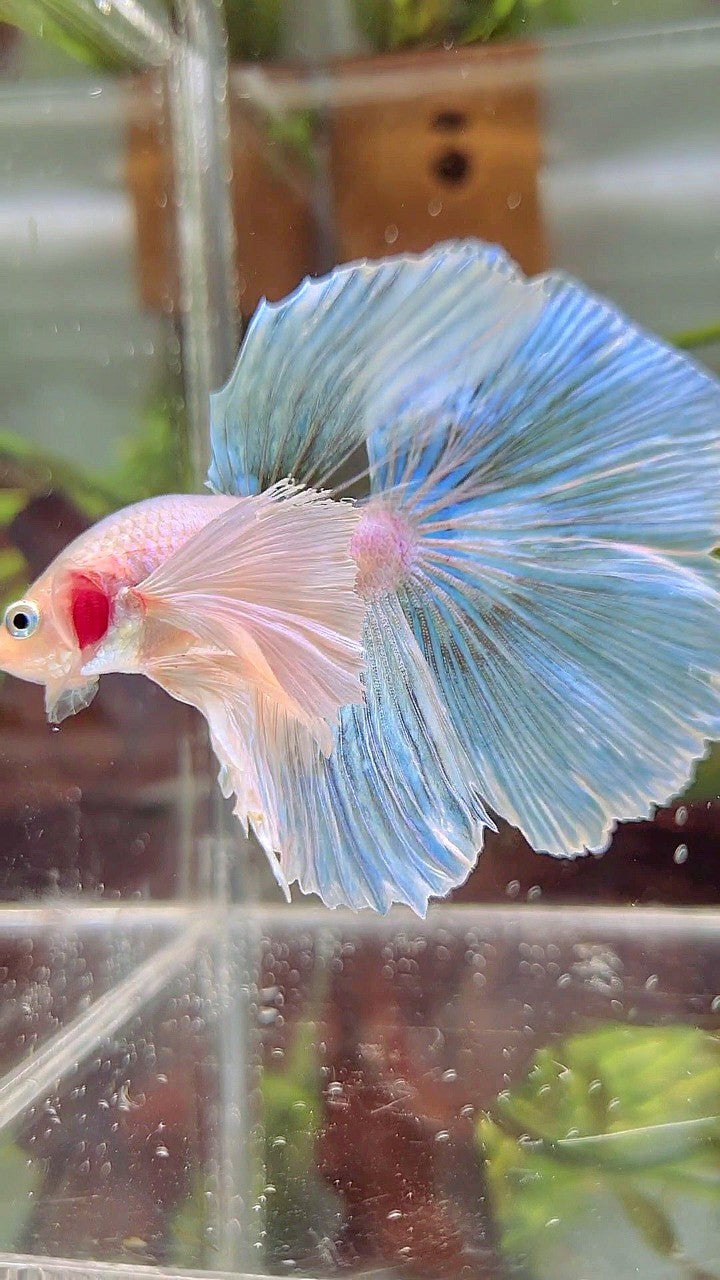 HALFMOON SUPER DUMBO EAR WHITE OPAQUE UNICORN BETTA FISH