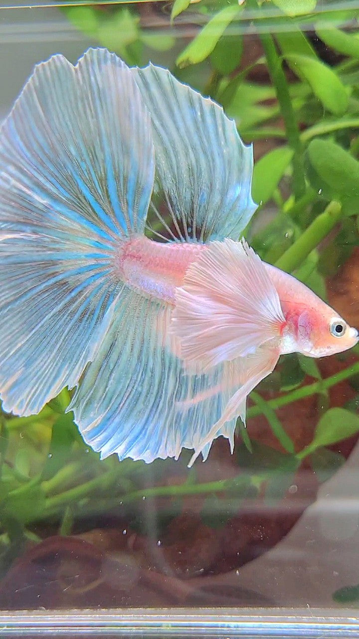 HALFMOON SUPER DUMBO EAR WHITE OPAQUE UNICORN BETTA FISH