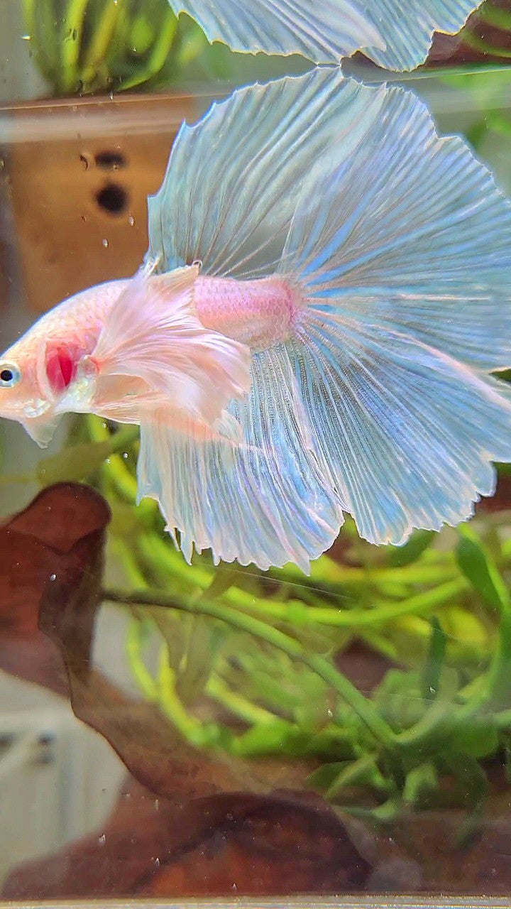 HALFMOON SUPER DUMBO EAR WHITE OPAQUE UNICORN BETTA FISH