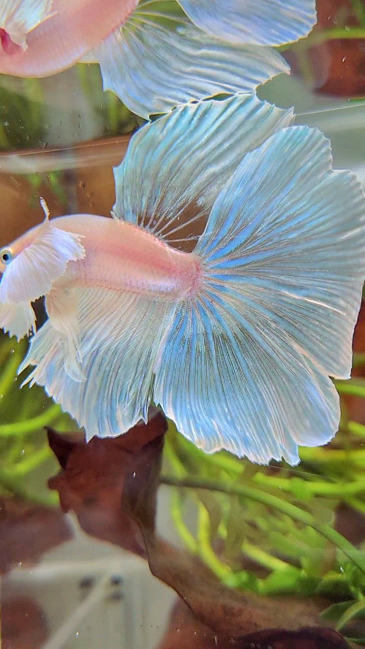 HALFMOON SUPER DUMBO EAR WHITE OPAQUE UNICORN BETTA FISH