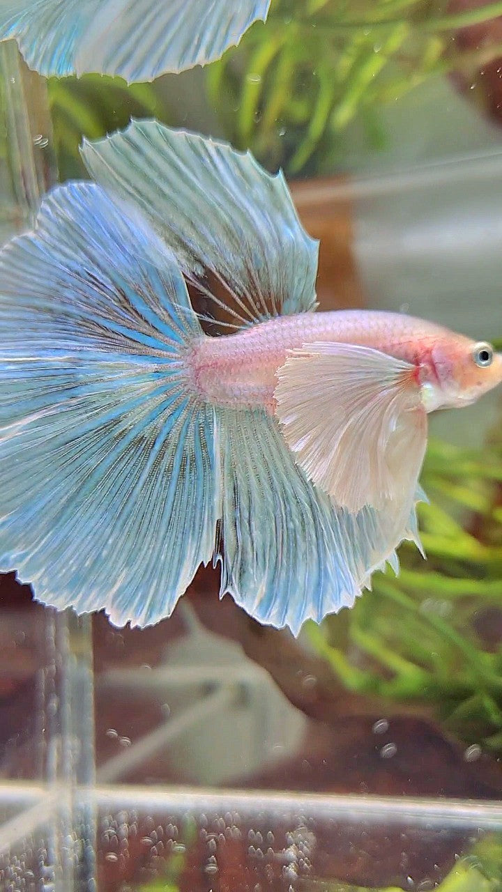 HALFMOON SUPER DUMBO EAR WHITE OPAQUE UNICORN BETTA FISH