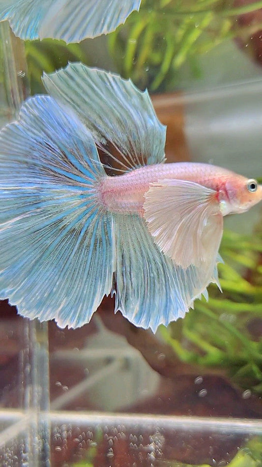 HALFMOON SUPER DUMBO EAR WHITE OPAQUE UNICORN BETTA FISH