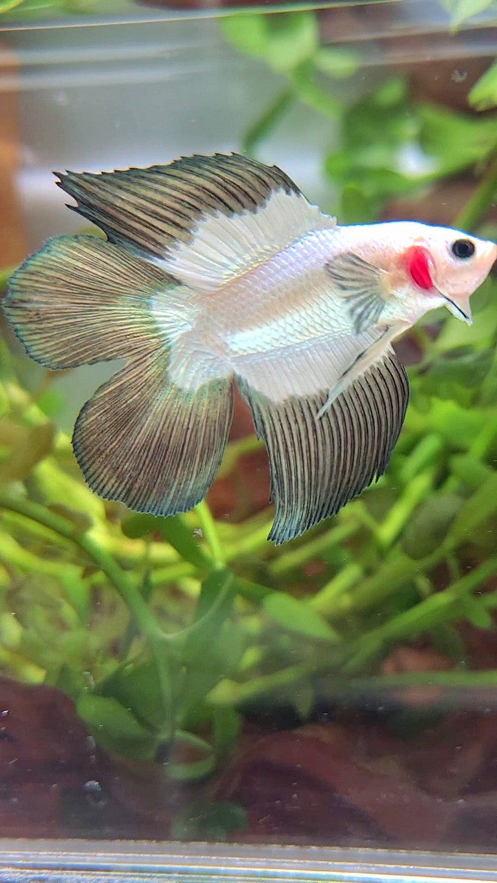 LUXURY HALFMOON DOUBLE TAIL COPPER RIM BETTA FISH