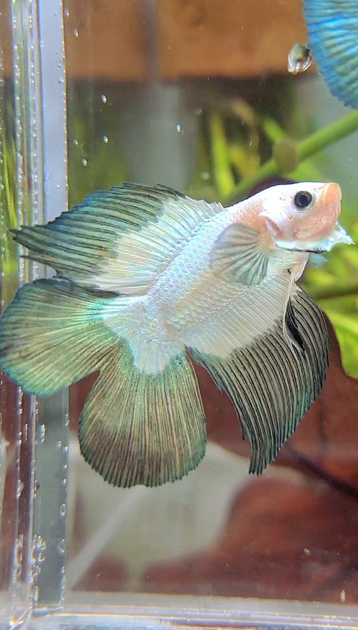 LUXURY HALFMOON DOUBLE TAIL COPPER RIM BETTA FISH