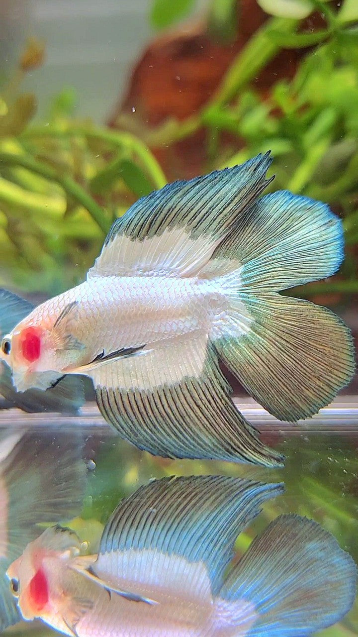 LUXURY HALFMOON DOUBLE TAIL COPPER RIM BETTA FISH