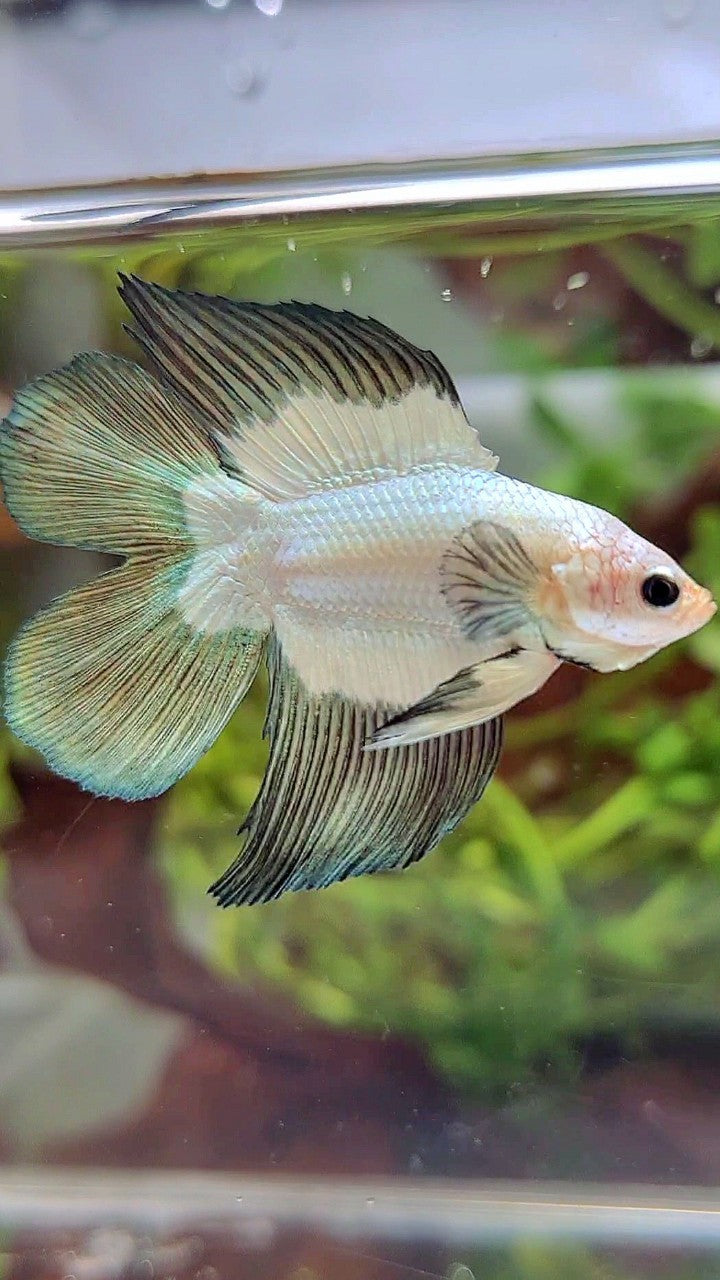 LUXURY HALFMOON DOUBLE TAIL COPPER RIM BETTA FISH