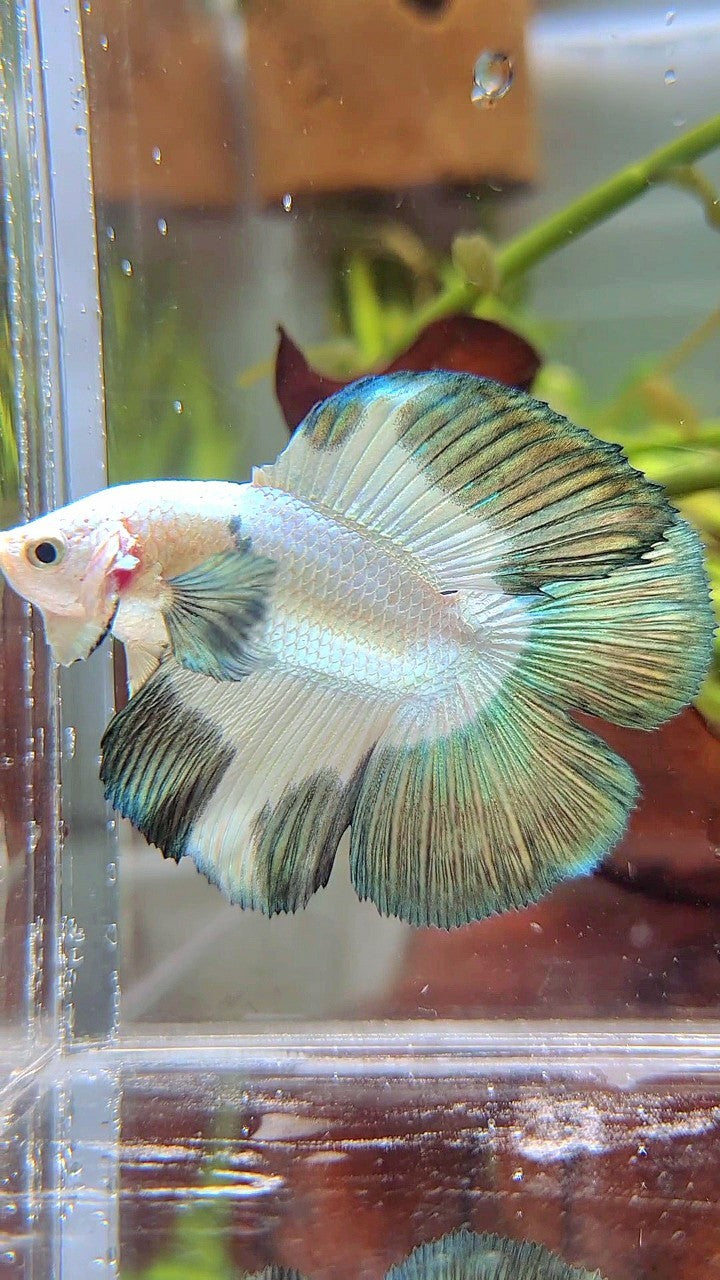 LUXURY HALFMOON DOUBLE TAIL COPPER RIM BETTA FISH