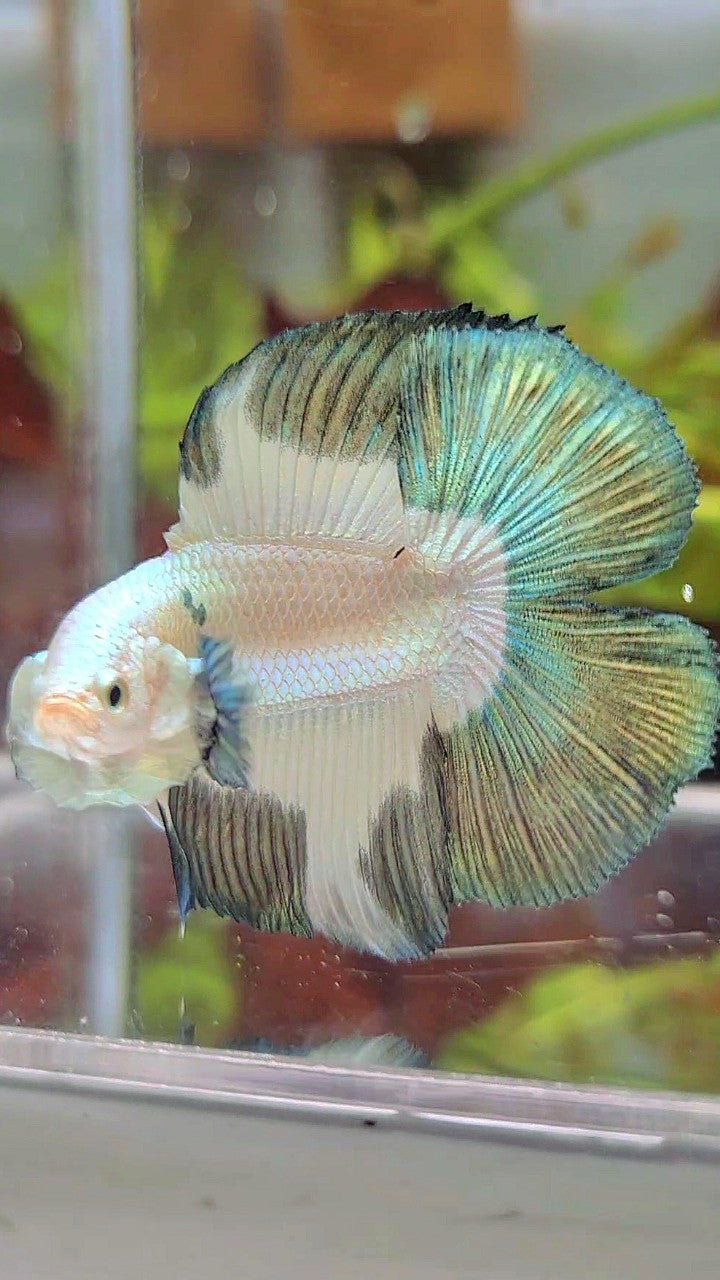 LUXURY HALFMOON DOUBLE TAIL COPPER RIM BETTA FISH