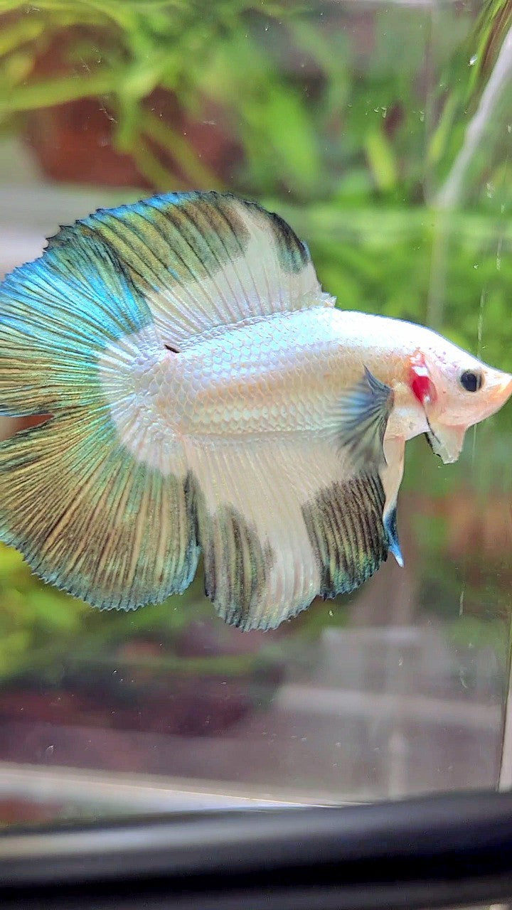 LUXURY HALFMOON DOUBLE TAIL COPPER RIM BETTA FISH