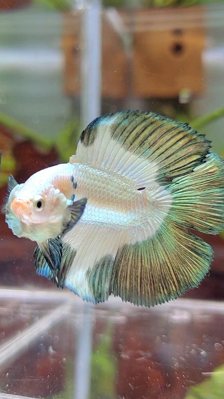 LUXURY HALFMOON DOUBLE TAIL COPPER RIM BETTA FISH