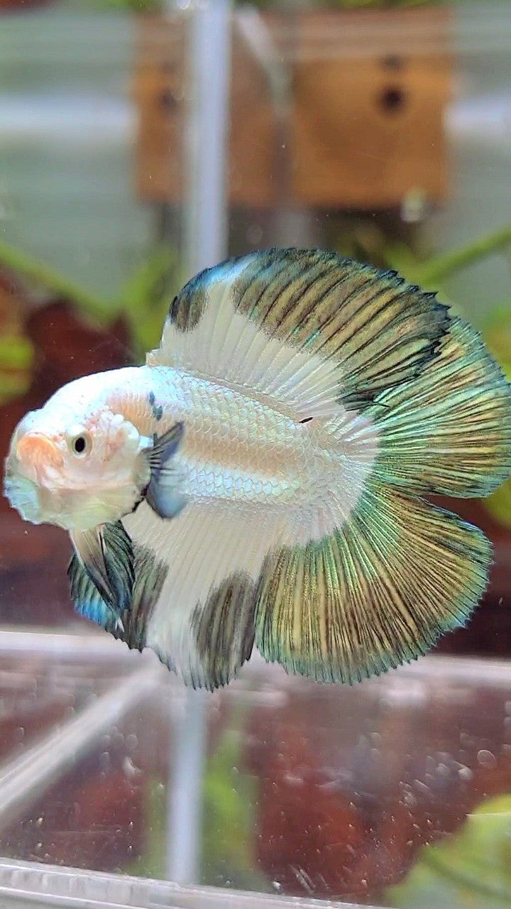 LUXURY HALFMOON DOUBLE TAIL COPPER RIM BETTA FISH