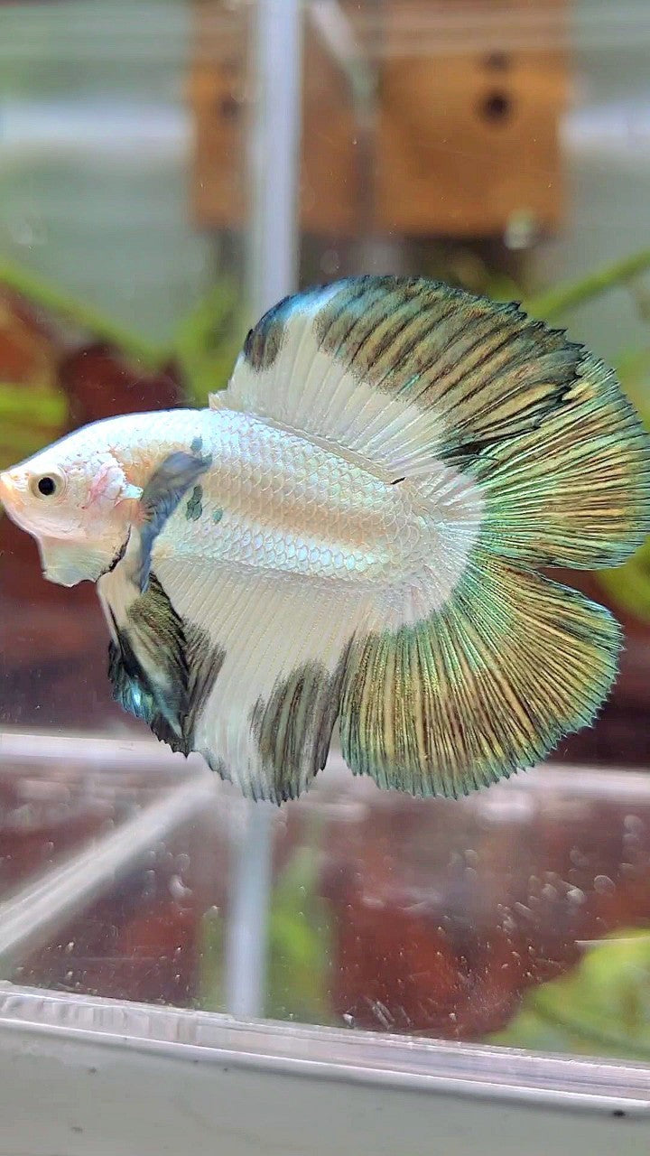 LUXURY HALFMOON DOUBLE TAIL COPPER RIM BETTA FISH