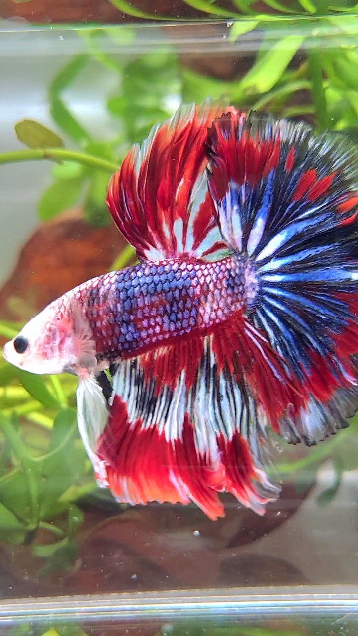 XL HALFMOON ROSETAIL RED BLUE PATTERN MULTICOLOR BETTA FISH