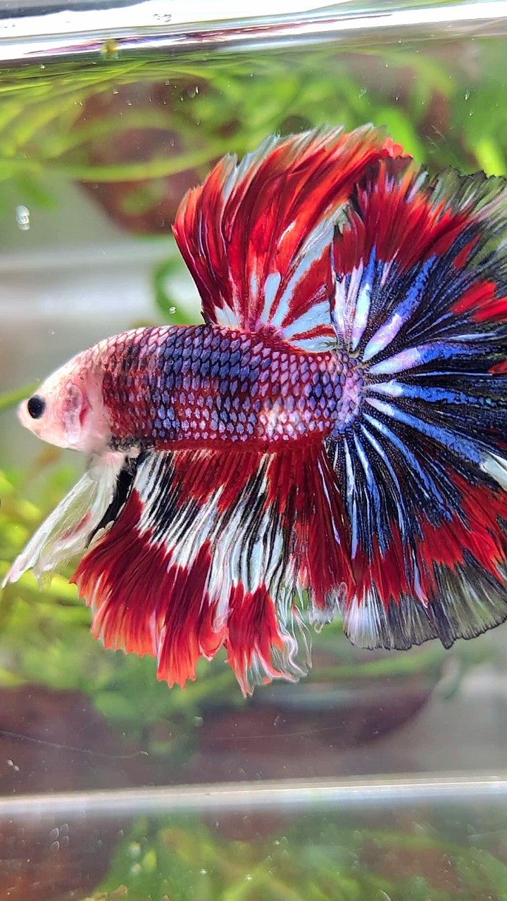 XL HALFMOON ROSETAIL RED BLUE PATTERN MULTICOLOR BETTA FISH
