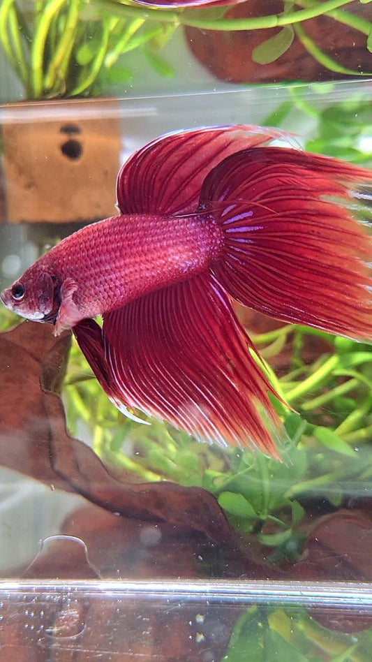 XL VEILTAIL SUPER RED BETTA FISH