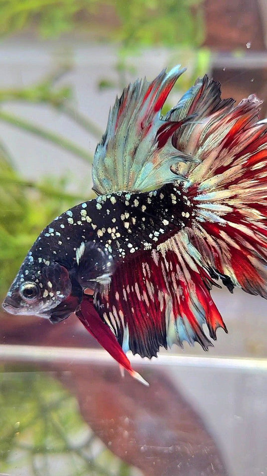 LUXURY HALFMOON ROSETAIL BLACKSTAR GALAXY AVATAR COPPER GOLD VAMPIRE BETTA FISH