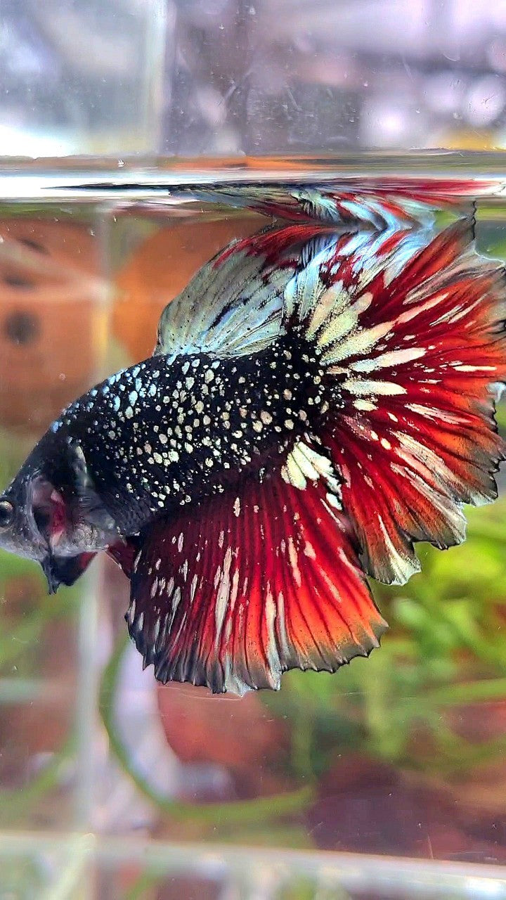 LUXURY HALFMOON ROSETAIL BLACK STAR GALAXY AVATAR COPPER GOLD VAMPIRE BETTA FISH