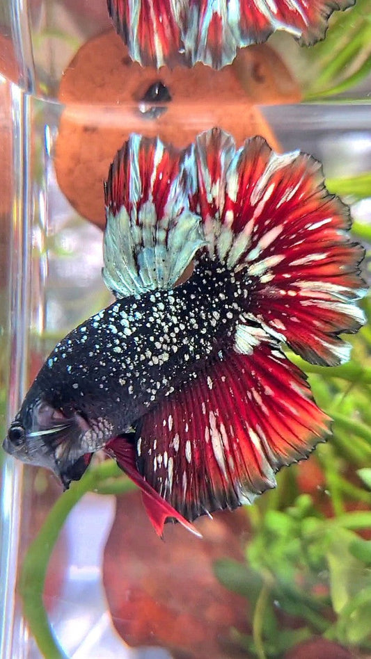 LUXURY HALFMOON ROSETAIL BLACK STAR GALAXY AVATAR COPPER GOLD VAMPIRE BETTA FISH