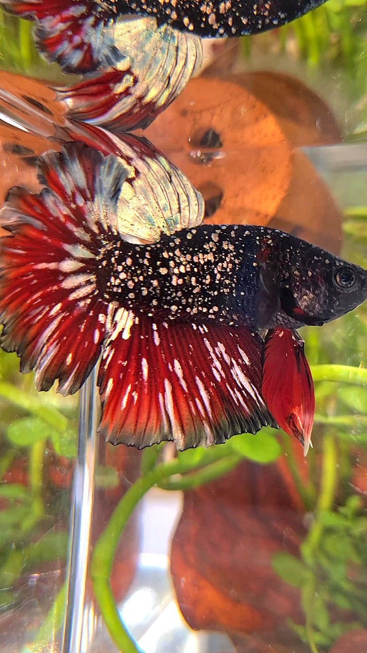 LUXURY HALFMOON ROSETAIL BLACK STAR GALAXY AVATAR COPPER GOLD VAMPIRE BETTA FISH