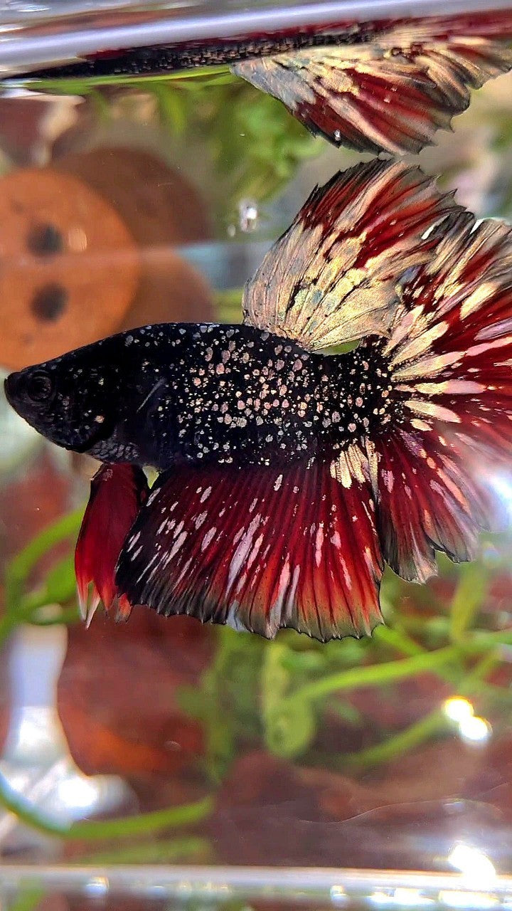 LUXURY HALFMOON ROSETAIL BLACK STAR GALAXY AVATAR COPPER GOLD VAMPIRE BETTA FISH