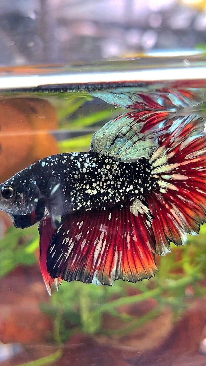 LUXURY HALFMOON ROSETAIL BLACK STAR GALAXY AVATAR COPPER GOLD VAMPIRE BETTA FISH