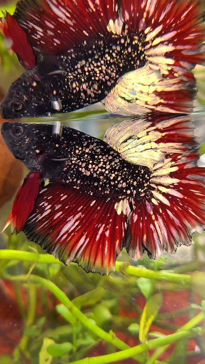 LUXURY HALFMOON ROSETAIL BLACK STAR GALAXY AVATAR COPPER GOLD VAMPIRE BETTA FISH
