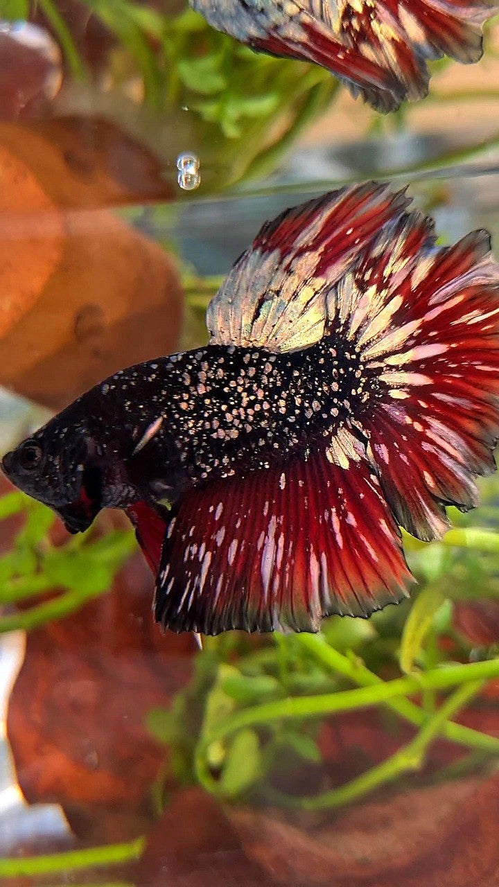 LUXURY HALFMOON ROSETAIL BLACK STAR GALAXY AVATAR COPPER GOLD VAMPIRE BETTA FISH