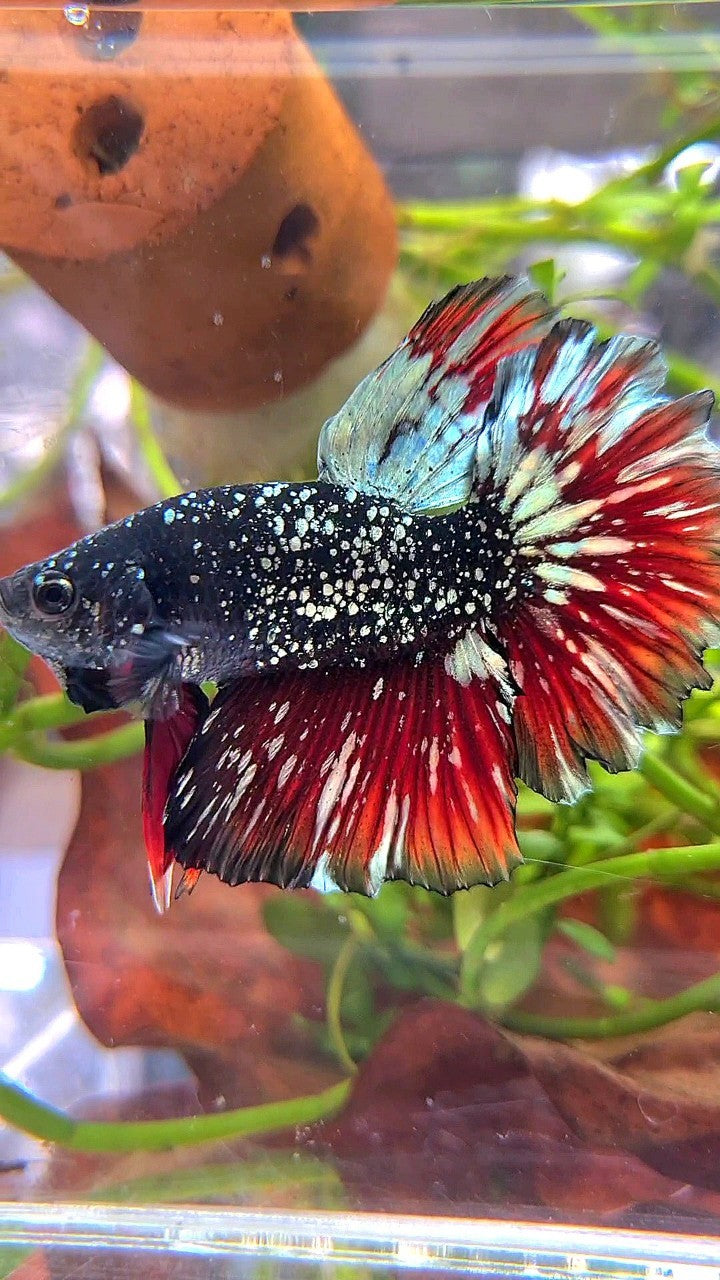 LUXURY HALFMOON ROSETAIL BLACK STAR GALAXY AVATAR COPPER GOLD VAMPIRE BETTA FISH