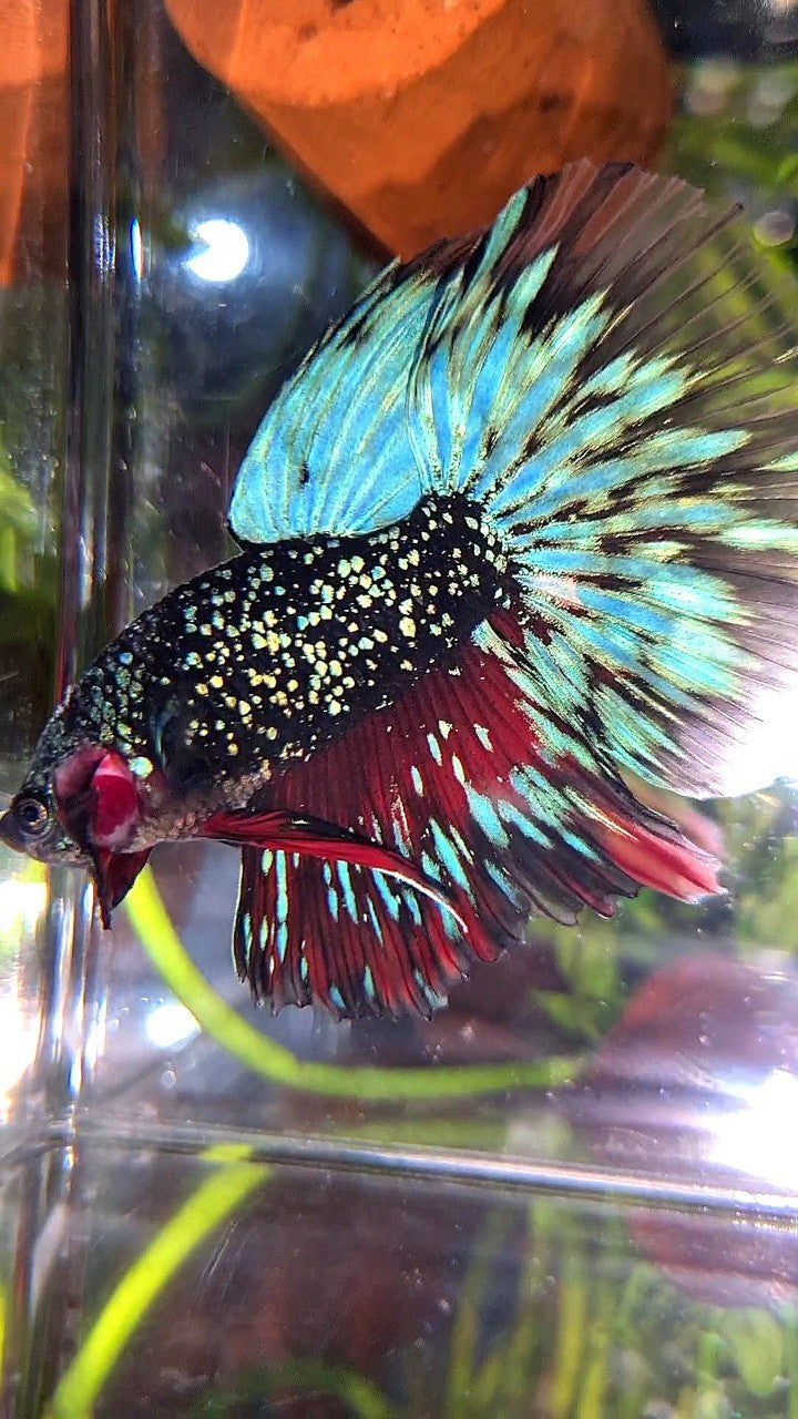 LUXURY HALFMOON ROSETAIL BLACK STAR GALAXY AVATAR BLUE GREEN BETTA FISH