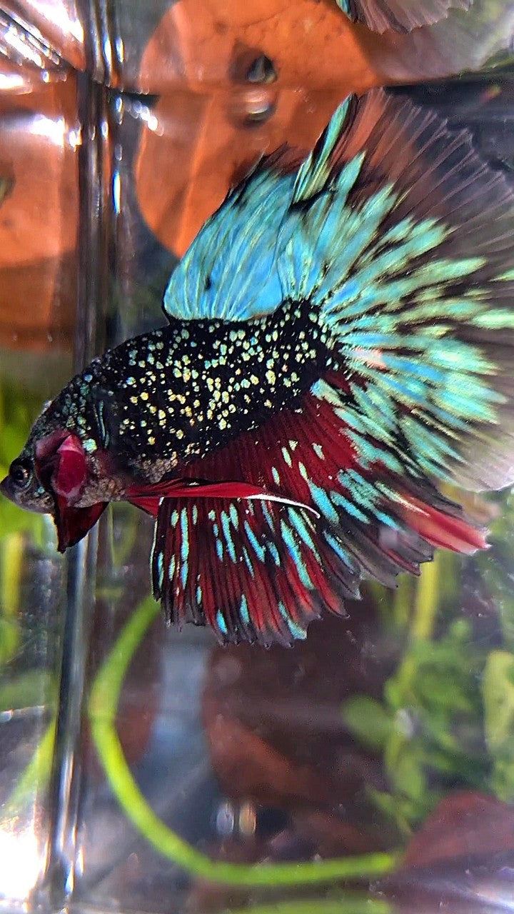 LUXURY HALFMOON ROSETAIL BLACK STAR GALAXY AVATAR BLUE GREEN BETTA FISH