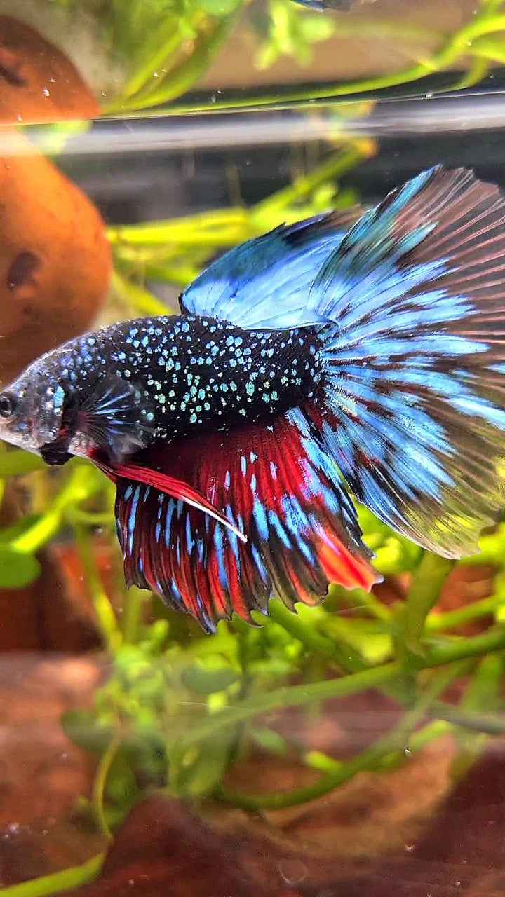 LUXURY HALFMOON ROSETAIL BLACK STAR GALAXY AVATAR BLUE GREEN BETTA FISH