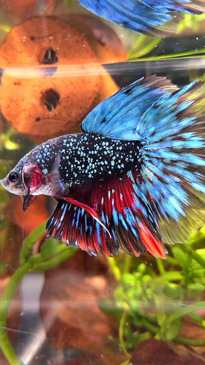 LUXURY HALFMOON ROSETAIL BLACK STAR GALAXY AVATAR BLUE GREEN BETTA FISH