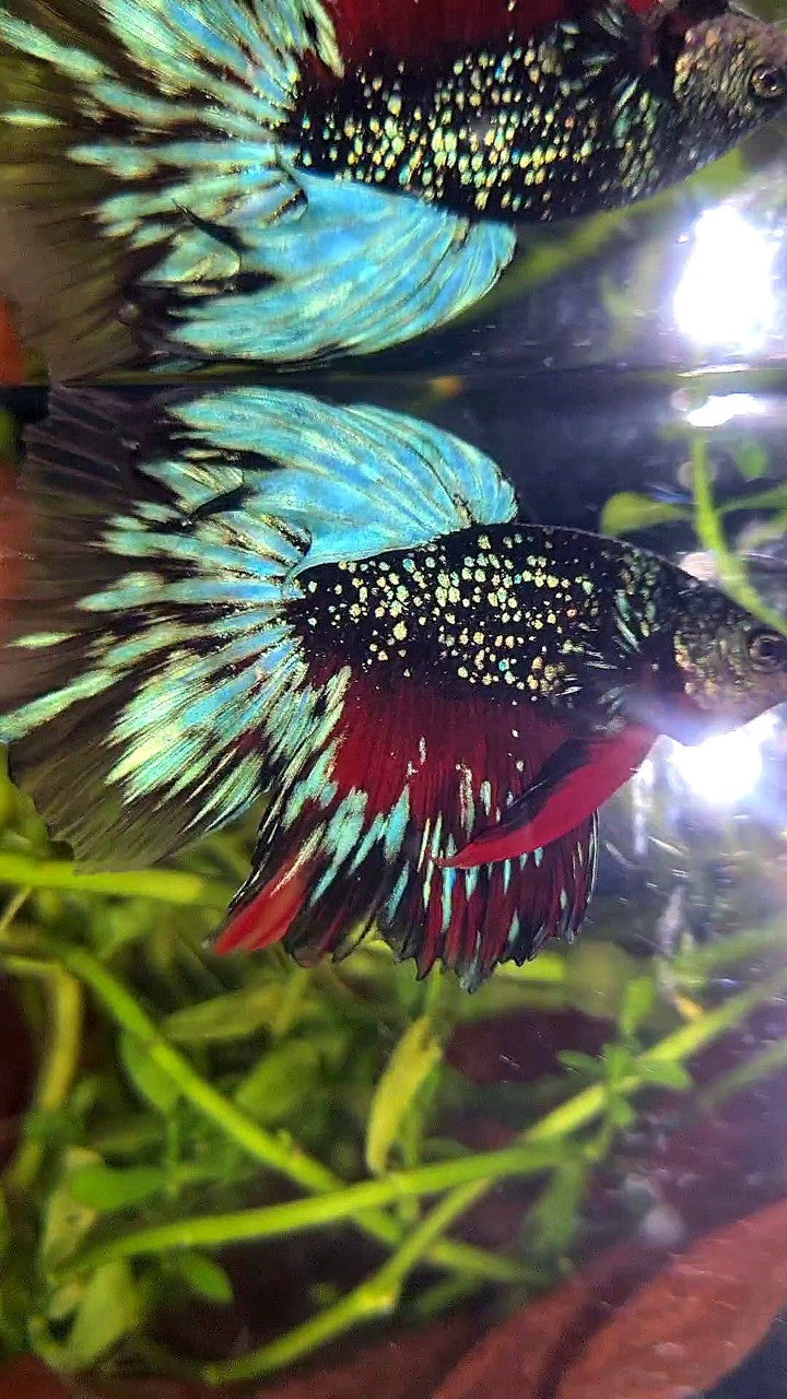 LUXURY HALFMOON ROSETAIL BLACK STAR GALAXY AVATAR BLUE GREEN BETTA FISH