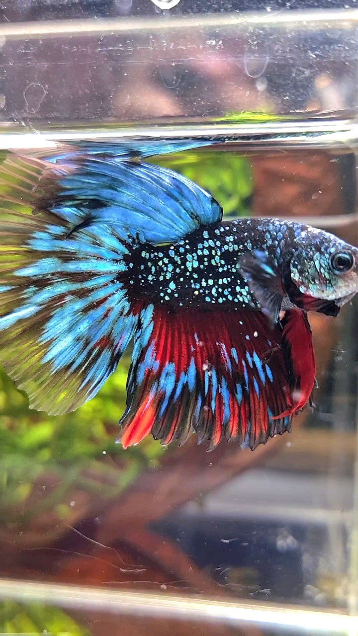 LUXURY HALFMOON ROSETAIL BLACK STAR GALAXY AVATAR BLUE GREEN BETTA FISH