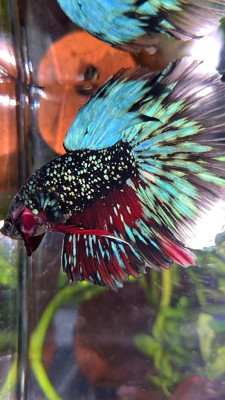 LUXURY HALFMOON ROSETAIL BLACK STAR GALAXY AVATAR BLUE GREEN BETTA FISH